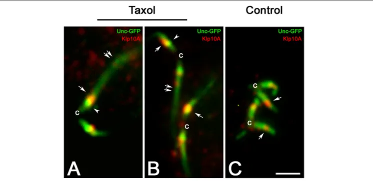 FIGURE 4 | The localization of Klp10A does not change with the elongation of the CLR. Taxol treatment of young primary spermatocytes leads to the elongation of the CLRs (A,B, double arrows), but the Klp10A staining (arrows) maintains its localization close