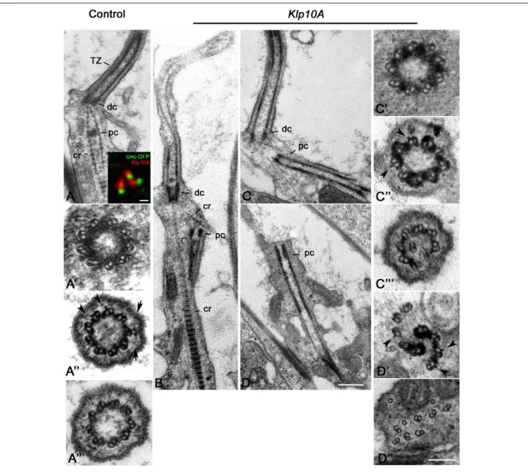 FIGURE 6 | Ultrastructural defects in Johnston’s organs of Klp10A mutant flies. Control Johnston’s organs: Longitudinal section (A); Cross section at the level of the distal centriole (A’), the transition zone (A”), the proximal region of the axoneme (A”’)