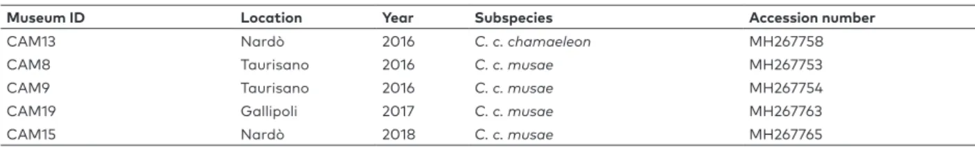 Table S2. GenBank sequences of common chameleon used as a comparison with those in Tab