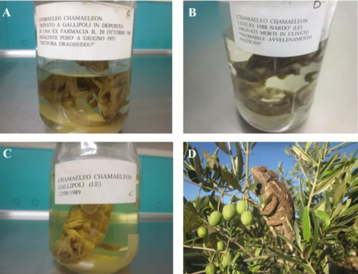 Figure S1. Samples of common chameleon used in our work. A-C) old samples stored at the Natural History Museum of Jesolo;  D) a free-living female in an olive yard in the surroundings of Gallipoli (photo Emiliano Mori).