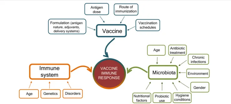 FIGURE 2 | Factors affecting the immune response to vaccination. Immune responses to vaccination are affected by factors related to the vaccine, the host immune system, and the microbiota