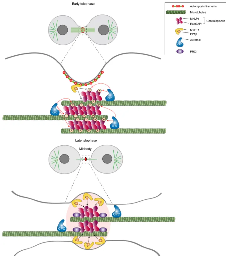 Fig. 8 Model of regulation of centralspindlin by Aurora B and MYPT1-PP1 β during cytokinesis