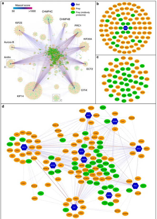 Fig. 3 The midbody interactome comprises common and speci ﬁc networks. a Diagram illustrating the entire midbody interactome