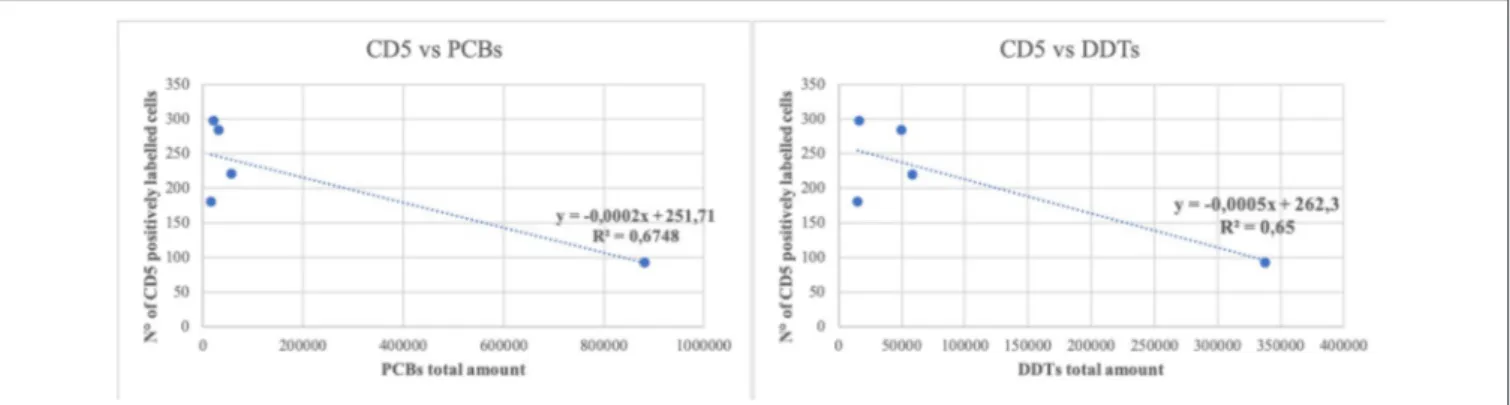FIGURE 3 | Linear regression between the number of CD5 positively labeled cells and the total amount of polychlorobiphenyl (PCBs) and dichlorodiphenyltrichloroethane compounds (DDTs)