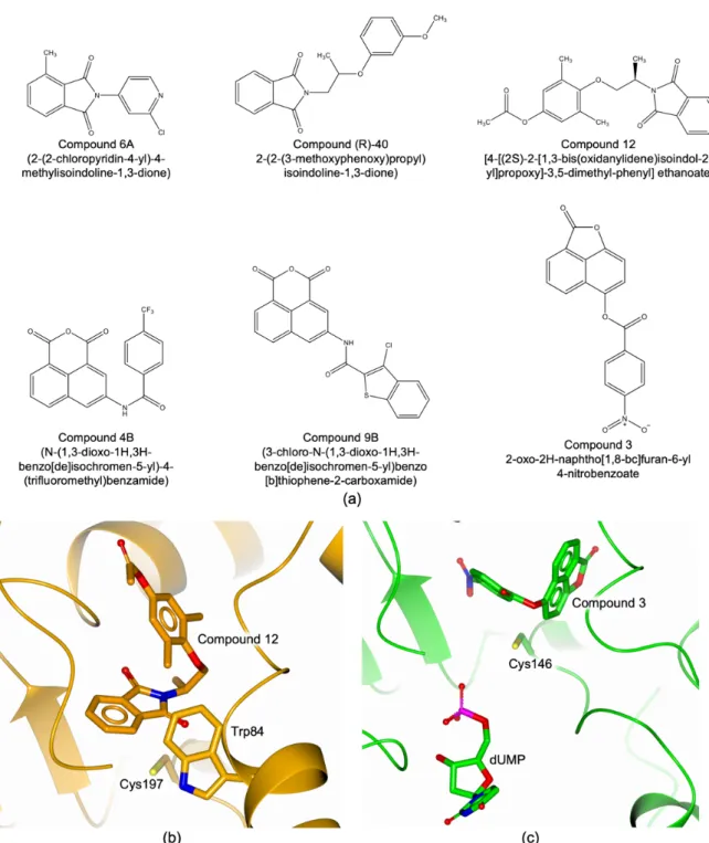 Figure 6. (a) Chemical structure of bTS inhibitors. (b) Binding mode of Compound 12 (in sticks, orange 