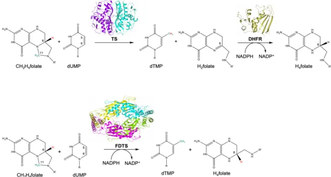 Figure 1. Reactions catalyzed by TS and DHFR (upper panel) and FDTS (lower panel) (TS, PDB id  3QJ7; DHFR, PDB id 5UIH; FDTS, PDB id 3GCW)