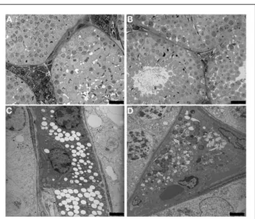 FIGURE 2 | Light microscopy (A,B) and transmission electron micrograph (C,D) of the interstitium from wild type (A,C) and Twitcher (B,D) testes