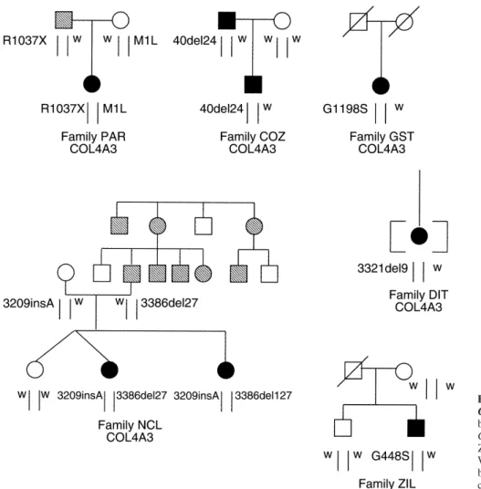 Fig. 1. Families with identified COL4A3 and