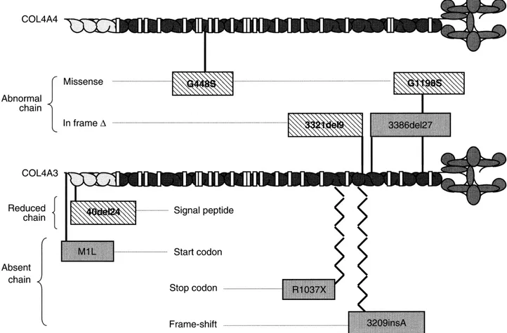 Fig. 3. Distribution of pathogenic mutations along the genes COL4A4 (top) and COL4A3 (bottom)