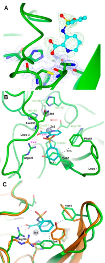 Figure 2. X-ray structure of VIM-2 inhibited by 32. (A) Close view of the VIM-2 active site (protein secondary structure elements and the active-site residues are shown in green, surrounded by the 2F o −F c Fourier map, blue meshes, contoured at 2 σ) in co