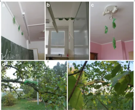 Figure 2. Lichen transplants (Evernia prunastri) exposed: (a, b, c) indoors; (d, e) outdoors