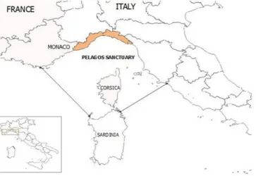 Figure 1.  Map of the study area (Ligurian coastline) in the Pelagos Sanctuary area. The map was created by A.P