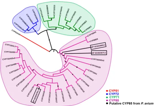 Figure 2. Maximum likelihood phylogenetic tree (number of bootstrap alignments in ultrafast mode: 