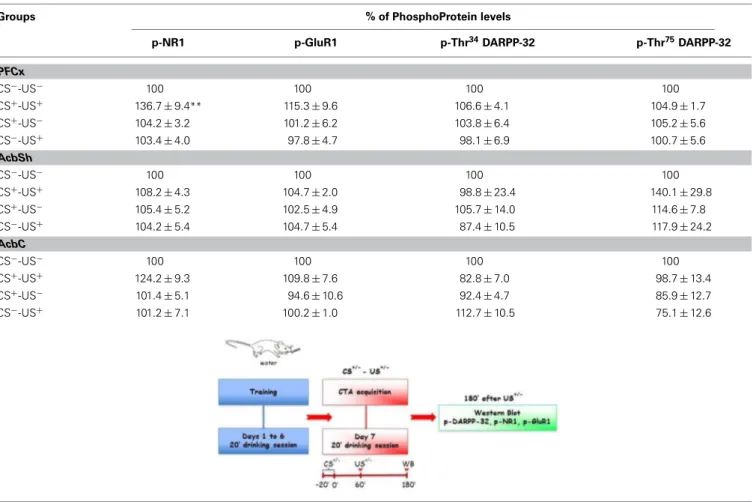 Table 2 | Levels of p-NR1, p-GluR1 p-Thr 34 and p-Thr 75 DARPP-32, in different brain regions after CTA acquisition.