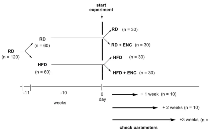 Fig 1. Overview of the experimental design. After one-week housing period, animals were randomly assigned to RD or HFD groups (10-weeks fattening period)