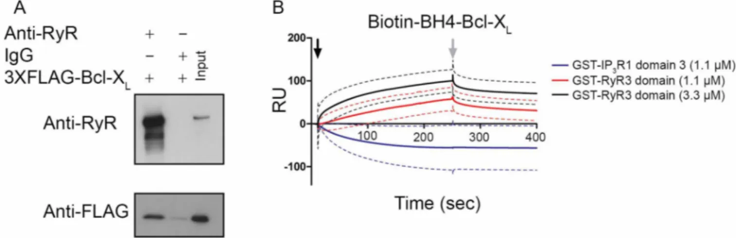 Figure 1 | Bcl-X L binds to a central regulatory region of RyR3. (A) Co-immunoprecipitation experiments were performed utilizing cell lysates from HEK RyR3 cells transiently overexpressing 3XFLAG-Bcl-X L 