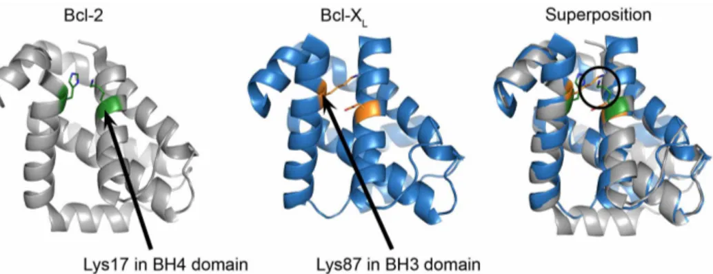 Figure 2 | Spatial resemblance of Lys17 in the BH4 domain of Bcl-2 and Lys87 in the BH3 domain of Bcl-X L 