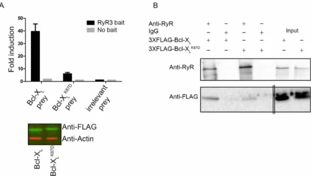 Figure 3 | The Bcl-X L K87D mutant is impaired in RyR3 binding. (A) Top: Representative example of a MAPPIT experiment