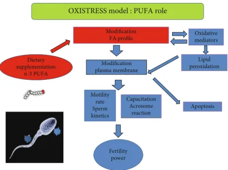 Figure 1: OXISTRESS model. Modiﬁcation in fatty acid (FA) proﬁle positively or negatively inﬂuences sperm function; n-3 supplementation positive inﬂuences sperm parameters.