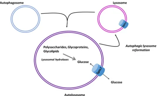 Figure 3. Sugar-containing macromolecules digested by lysosomal hydrolases. The resulting  monosaccharides are exported from the autolysosomal lumen through possible sugar transporter  Spin