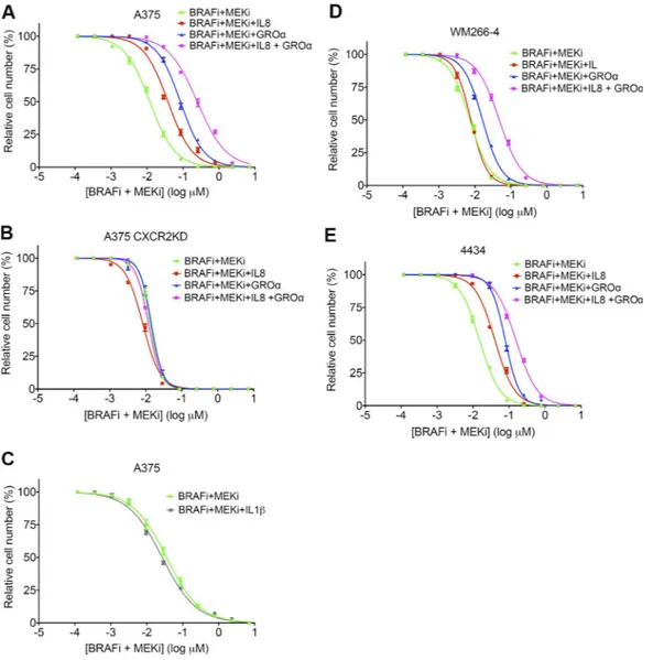 Figure 9.   cXcr2 ligands protect melanoma cells from BrAF and MEK inhibition. (A and B) Drug dose–response analysis of A375 (A) and A375  