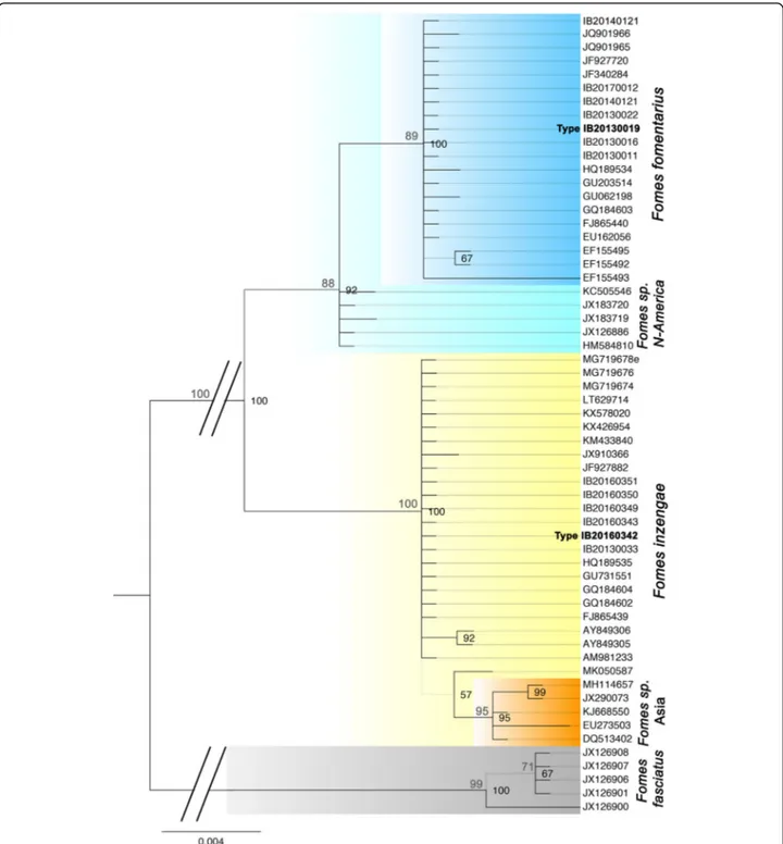 Fig. 1 ITS-based Bayesian phylogeny of Fomes fomentarius s. lat rooted with F. fasciatus