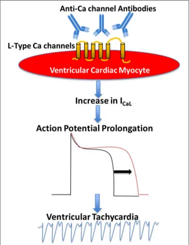 FIGURE 1 | Proposed mechanism of the pathogenic role of anti-Ca channels autoantibodies in Dilated Cardiomyopathy