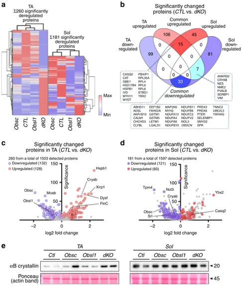 Fig. 4 Proteome analysis of soleus (Sol) and tibialis anterior (TA) muscles. a Hierarchical clustering of signi ﬁcantly altered proteins identiﬁed in TA and Sol muscles of control (CTL), obscurin-knockout (Obsc), skeletal muscle-speci ﬁc Obsl1 (obscurin-li