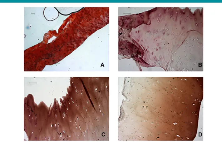Fig. 1. Representative images of Safranin-O staining. (A) Normal cartilage (horizontal sections of the central portion of menisci) displayed strong orange-red staining, indicating a completely preserved cartilage