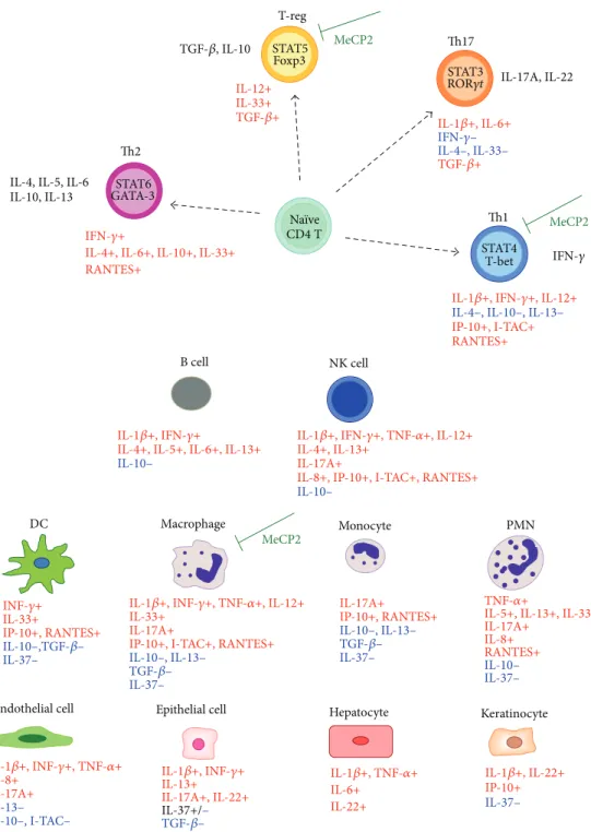 Figure 9: Schematic overview of the known effects of cytokines on immune and nonimmune cells