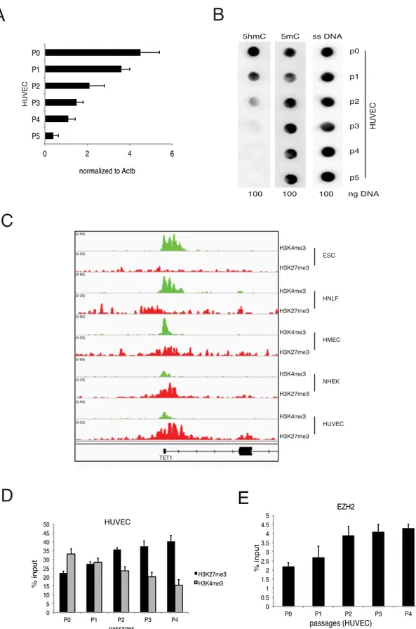 Figure 6. Regulation of TET1 in human adult cells. (A) RT-qPCR of TET1 mRNA in HUVECs at the indicated passages (B) Dot-blot analysis of 5hmC and 5mC level in HUVECs at the indicated passages