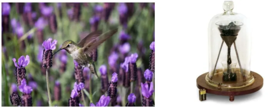 Figure  1.  On  the  left,  the  flight  of  a  hummingbird  among  flowers.  The  wing  beating  of  a  hummingbird is a very short time that requires special techniques like particle image velocimetry  [10]