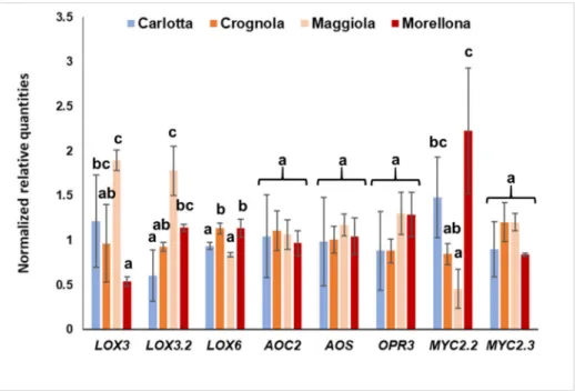 Figure 3. Relative expression of JA biosynthetic genes in the four Tuscan varieties. Error bars refer to  the standard deviation (number of independent biological replicates = 4)