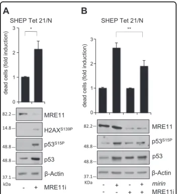 Fig. 4 MRE11 depletion induces DDR and cell death and impairs mirin effects on MYCN + cells