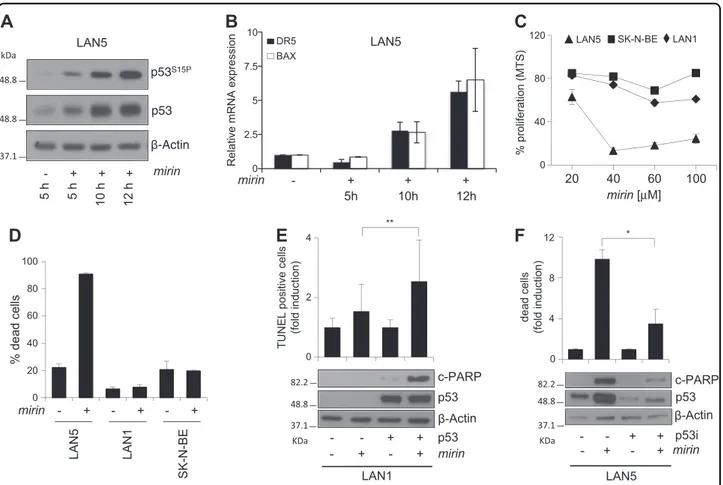 Fig. 5 Mirin induces apoptosis through a p53-dependent mechanism in MNA cells. a, b WB analysis of the indicated proteins and phosphoepitopes (a) and real-time PCR quanti ﬁcation of the indicated transcripts (b), in LAN5 cells, following mirin treatment fo