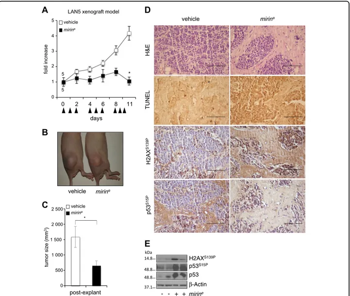 Fig. 6 Encapsulated mirin reduces tumor growth and induces DDR and apoptosis in vivo. a Nude mice were subcutaneously inoculated with LAN5 cells