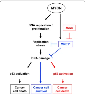 Fig. 7 Schematic representation of the effects of MRE11 inhibition on MYCN-dependent tumors