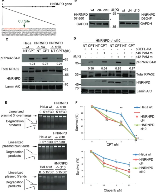 Figure 4. HNRNPD knockout affects the DNA damage response and sensitizes cells to CPT and olaparib treatment