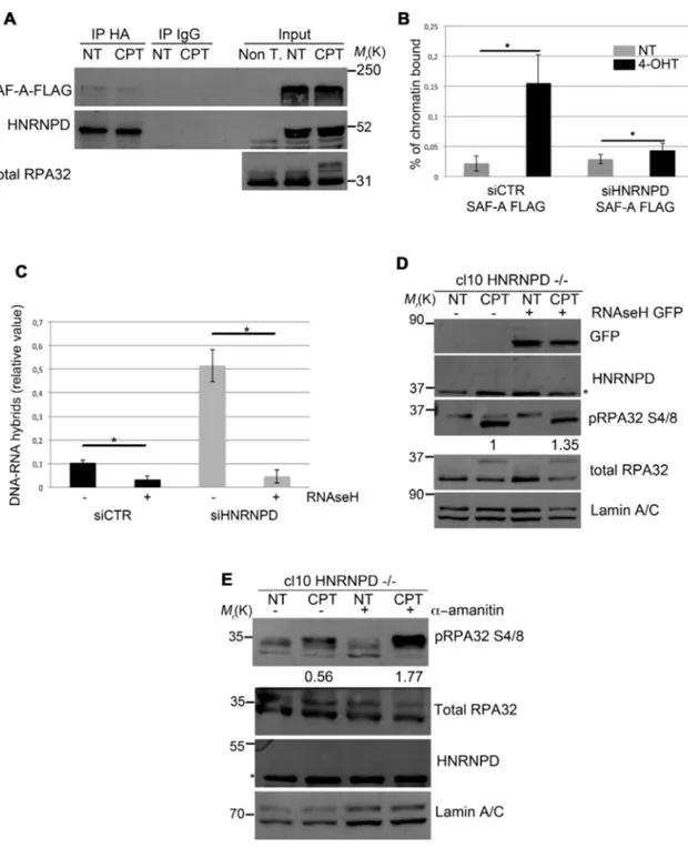 Figure 5. HNRNPD regulates R-loops through the localization of SAF-A protein. (A) HeLa cells were transfected with either SAF-A FLAG or HNRNPD-HA, incubated for 48 h and treated or not for 2 h with 1 ␮M CPT