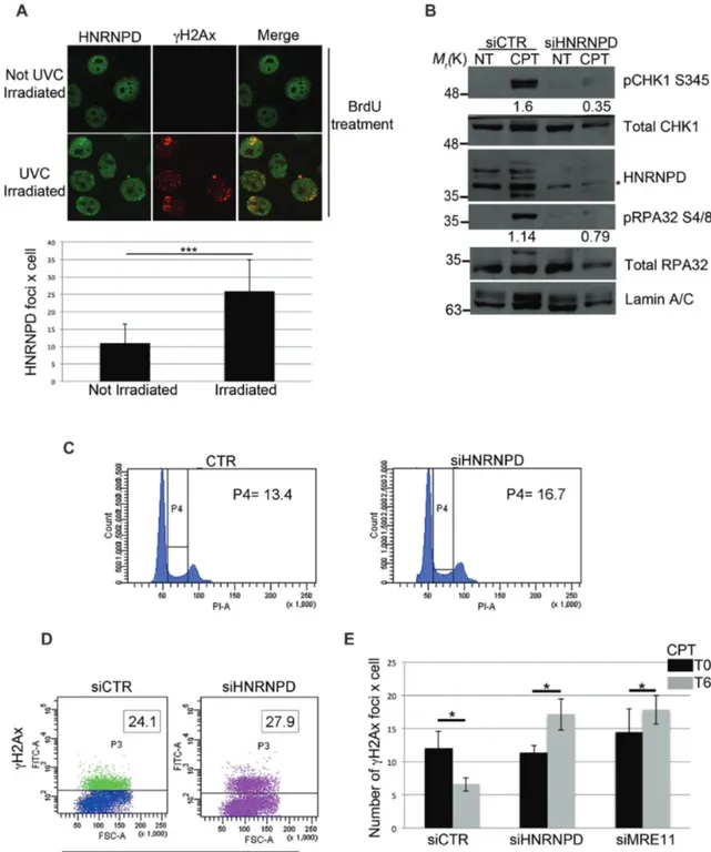 Figure 2. HNRNPD regulates the DNA damage response. (A) HeLa cells were incubated with 10 ␮M BrdU for 16 h followed by exposure to 50 J/m 2 of UVC to induce localized DSBs, and cells were allowed to incubate for 1 h before fixation