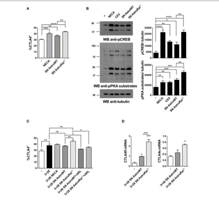 FIGURE 5 | Rai −/− astrocytes promote CTLA-4 expression on T cells through cell-cell contact-independent mechanisms