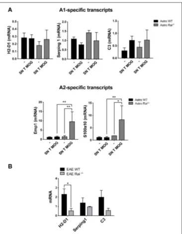 FIGURE 6 | Rai negatively controls the conversion of astrocytes toward a neuroprotective phenotype