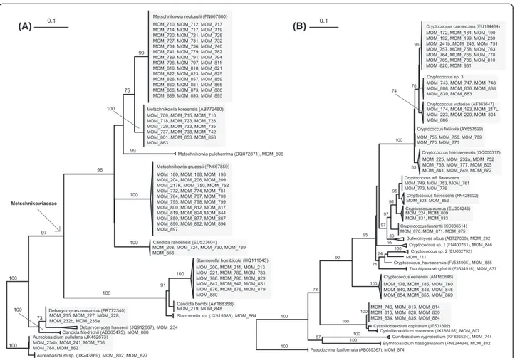 Figure 6 Phylogenetic trees of isolated strains. Maximum-likelihood trees of LSU (D1/D2 domains) sequences of isolated strains and their clos- clos-est NCBI-BLAST hits of (A) ascomycetes and (B) basidiomycetes