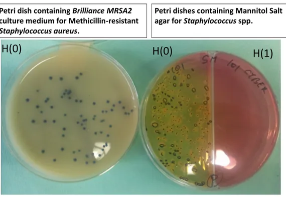 Figure 2 Example of cultures of swabs from stethoscopes taken