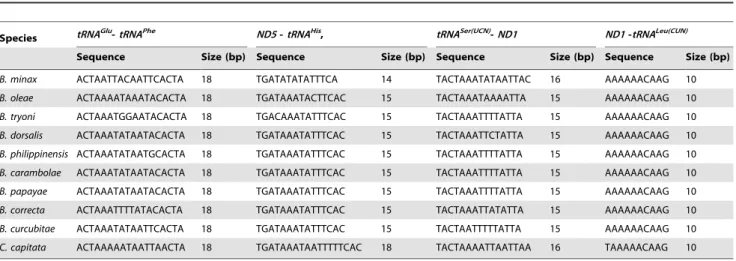 Figure 4. Predicated secondary clover-leaf structures for the 22 tRNA genes of B. minax 