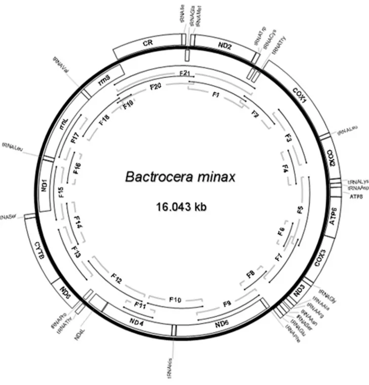 Figure 1. Circular map of the mitogenome of B. minax . The genes located outside adjoined the bold line circle (J-strand) indicated that the