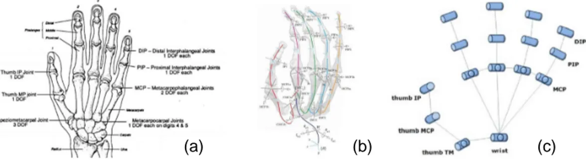 Figure 1. Common representations and models of human hand kinematics by Sturman [37] (a) and robotic implementations by Gabiccini et al