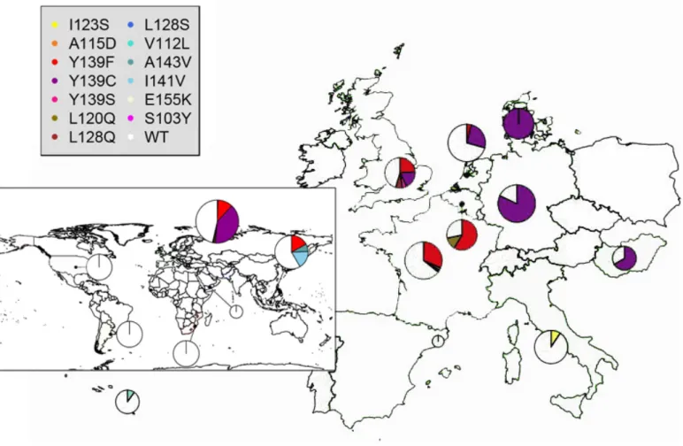 Figure 2 – Global (inset) and European distribution of the VKORC1 gene third exon amino acid mutations