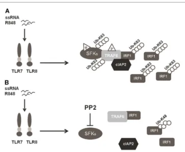 FigUre 6 | Schematic illustration of SFKs mechanism of action in interferon 