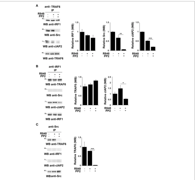 FigUre 4 | Inhibition of SFKs impairs the stability of the SFKs-TRAF6-IRF-1-cIAP2 complex (a–c) hTLR7-HEK293 cells were pretreated or not with PP2 (20 µM) 